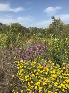 Golden flowers in the foreground, purple flowers in the center, green shrubs behind the flowers, and a blue sky with a few white clouds.